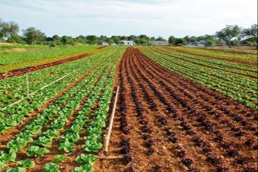 Terreni agricoli